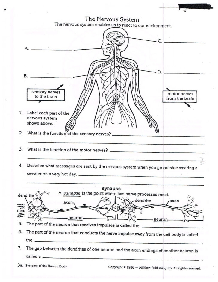 Anatomy And Physiology Free Printable Worksheets Anatomy Worksheets