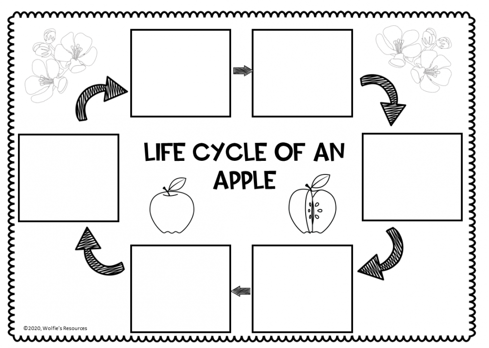 Apple Life Cycle Printables Kindergarten