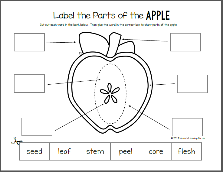 Apple Life Cycle Worksheet Packet Mamas Learning Corner