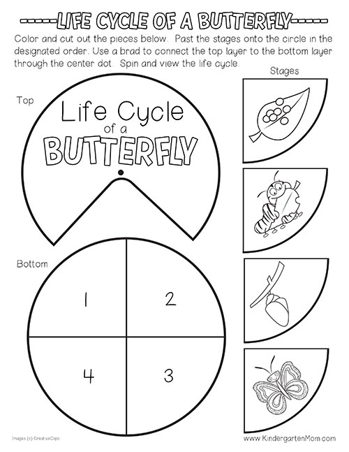 Butterfly Life Cycle Preschool Printable