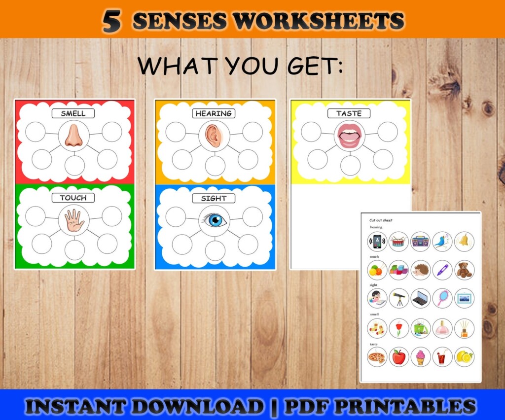 Five Senses Sorting Activity Printable 5 Senses Sorting Etsy Video Eroppa