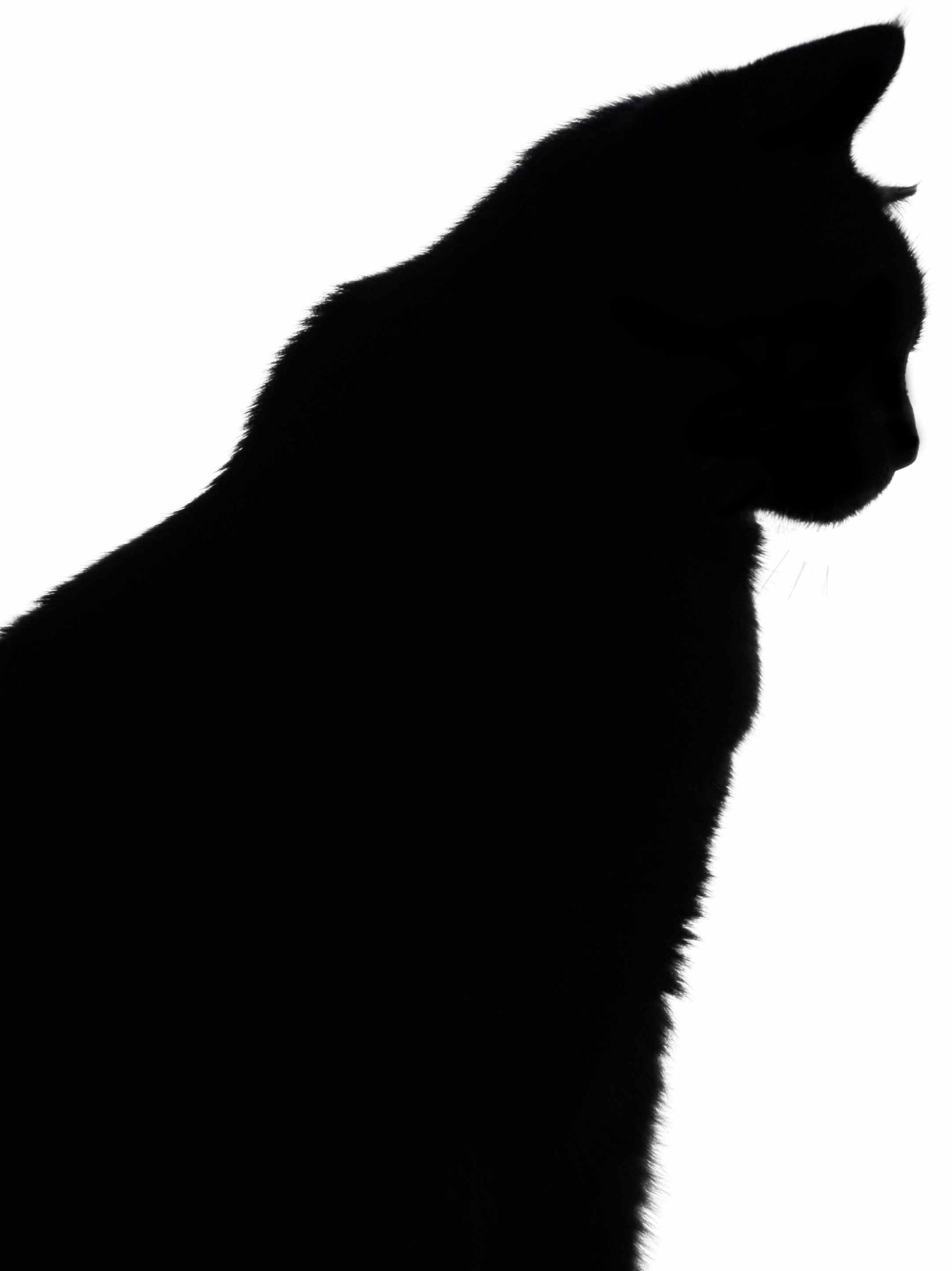 Free Printable Cat Silhouette Free Printable