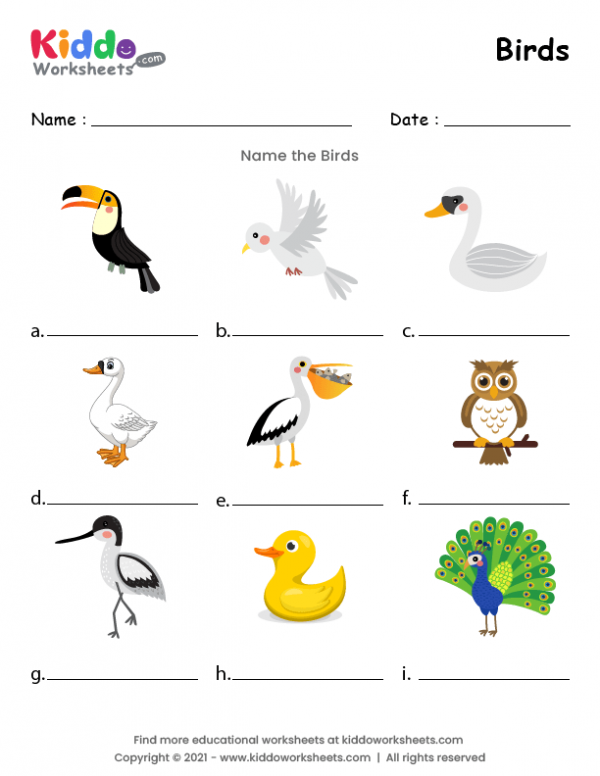 Free Printable Worksheets Free Printables General Knowledge Birds 