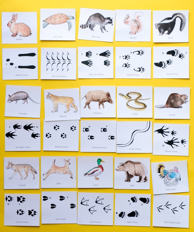 Printable Animal Tracks That Are Eloquent Stone Website