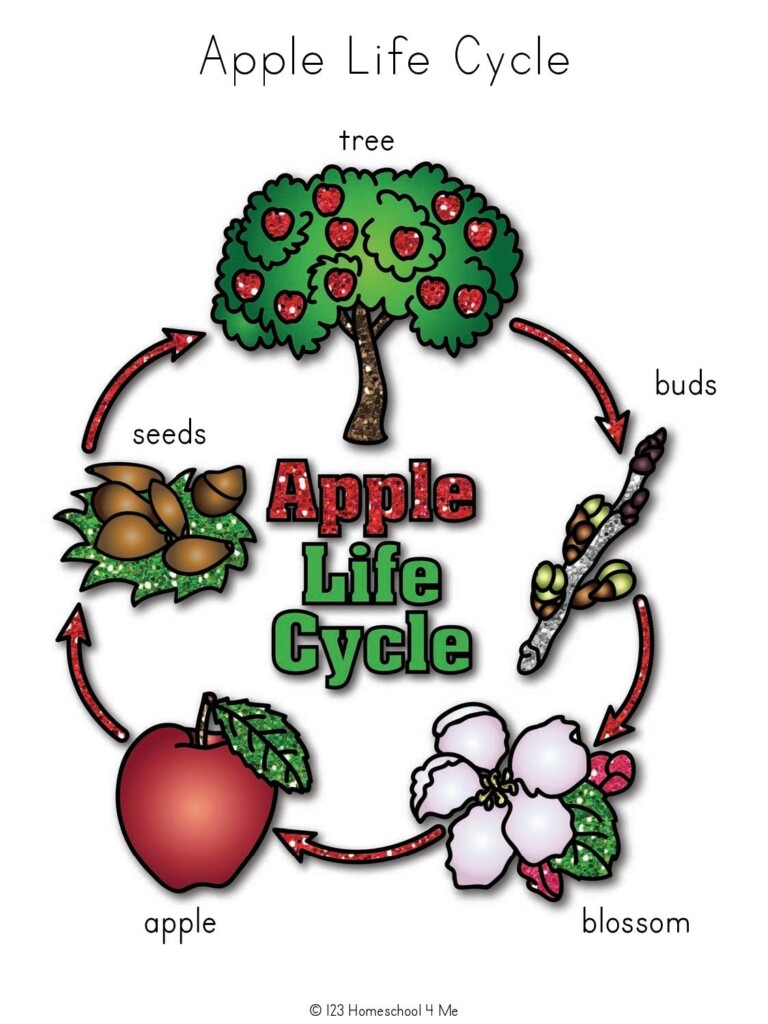 Printable Life Cycle Of An Apple Worksheets For Presc Vrogue co